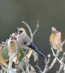 Pyrrhula erythrocephala