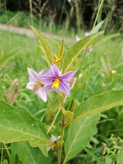Solanum campylacanthum