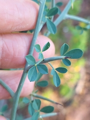 Calicotome spinosa