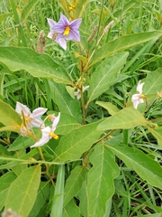 Solanum campylacanthum