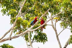 Ara chloropterus