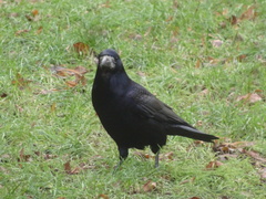 Corvus frugilegus