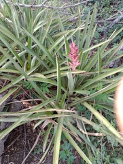 Aechmea distichantha