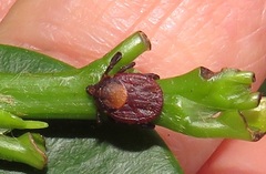 Rhipicephalus maculatus