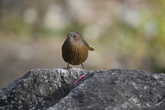 Trochalopteron lineatum