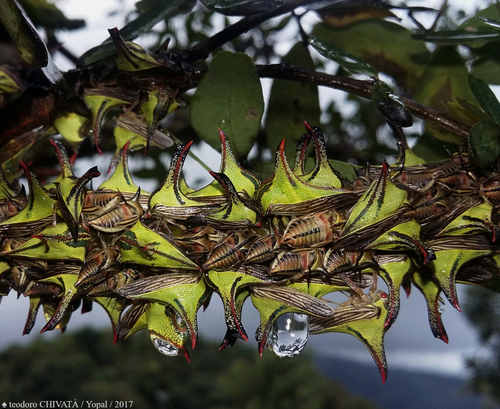Thorn Treehopper