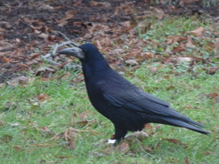 Corvus frugilegus