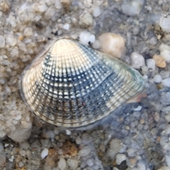 Anomalodiscus squamosus