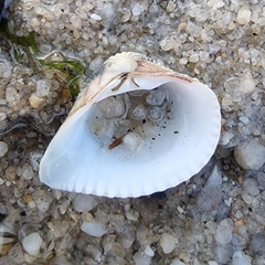 Anomalodiscus squamosus