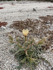 Mentzelia hirsutissima