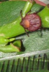 Rhipicephalus maculatus