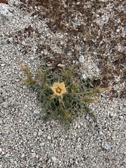 Mentzelia hirsutissima