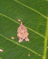 Neocalyptis affinisana