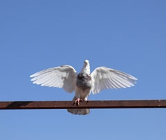 Columba livia domestica