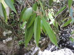 Miconia cubatanensis