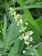 Sagittaria brevirostra