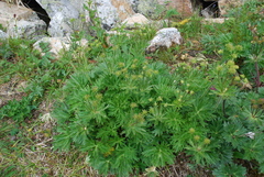 Anemonastrum biarmiense