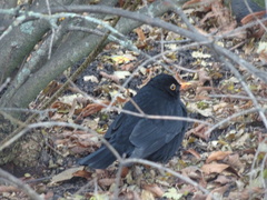 Turdus merula