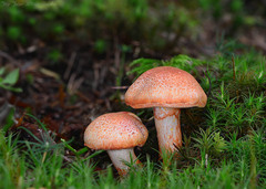 Cortinarius bolaris