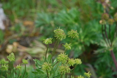 Anemonastrum biarmiense