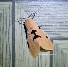 Spilarctia comma