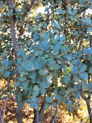 Quercus rotundifolia