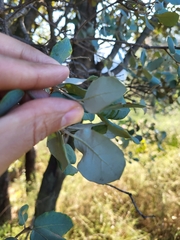 Quercus rotundifolia