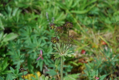 Anemonastrum biarmiense