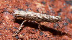 Epicephala trigonophora