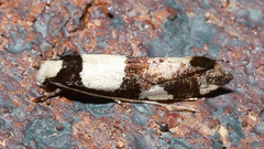 Monopis icterogastra