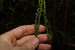 Triplarina volcanica