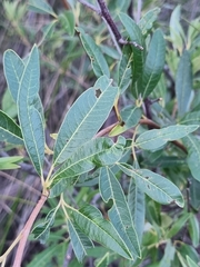 Searsia angustifolia