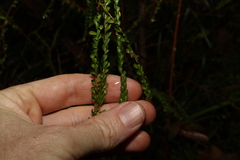Triplarina volcanica