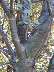 Quercus rotundifolia