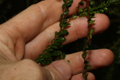 Triplarina volcanica