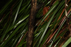 Triplarina volcanica