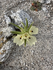 Mohavea confertiflora