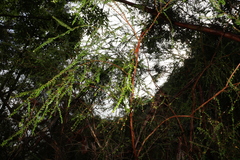 Triplarina volcanica