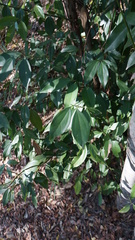 Cinnamomum osmophloeum