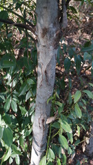 Cinnamomum osmophloeum