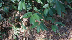 Cinnamomum osmophloeum