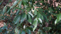 Cinnamomum osmophloeum