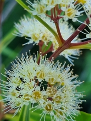 Metrosideros angustifolia