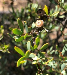 Leptospermum coriaceum