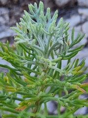 Hymenolepis crithmifolia