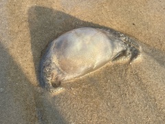 Acromitus flagellatus