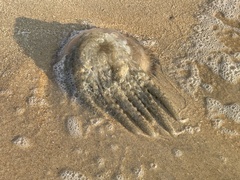 Acromitus flagellatus