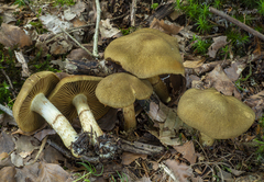 Cortinarius melanotus