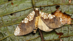 Tessellarctia semivaria