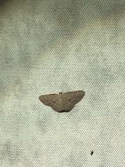 Epicyme rubropunctaria